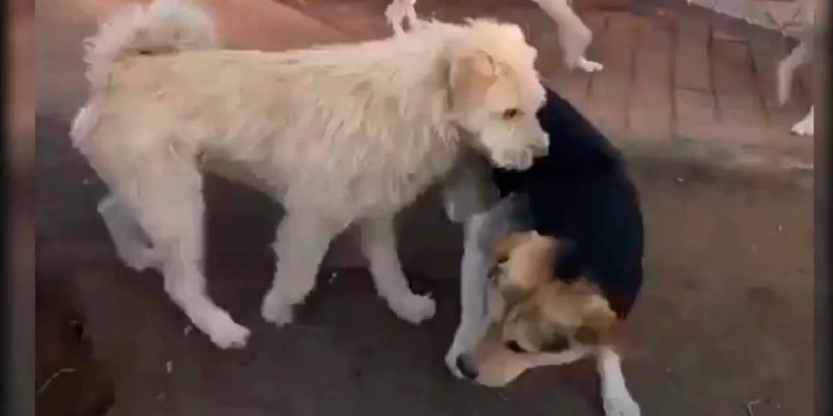 "Perro con Aura": el can que impone paz en un refugio de China y divide a internet