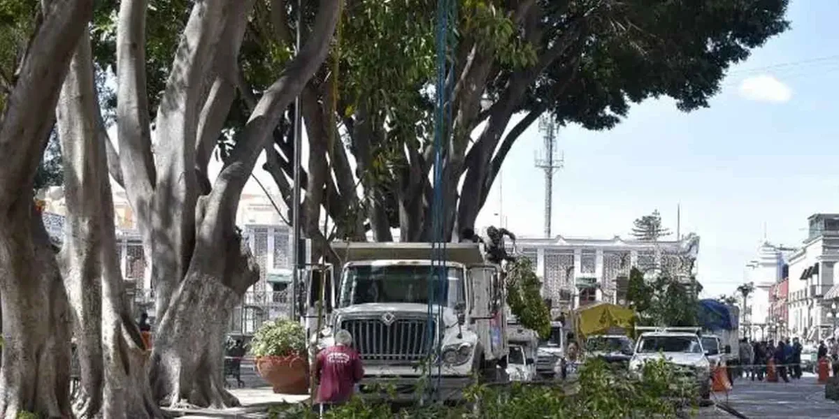 Por ley, el Congreso dará mayor atención a la zona arbolada en Puebla
