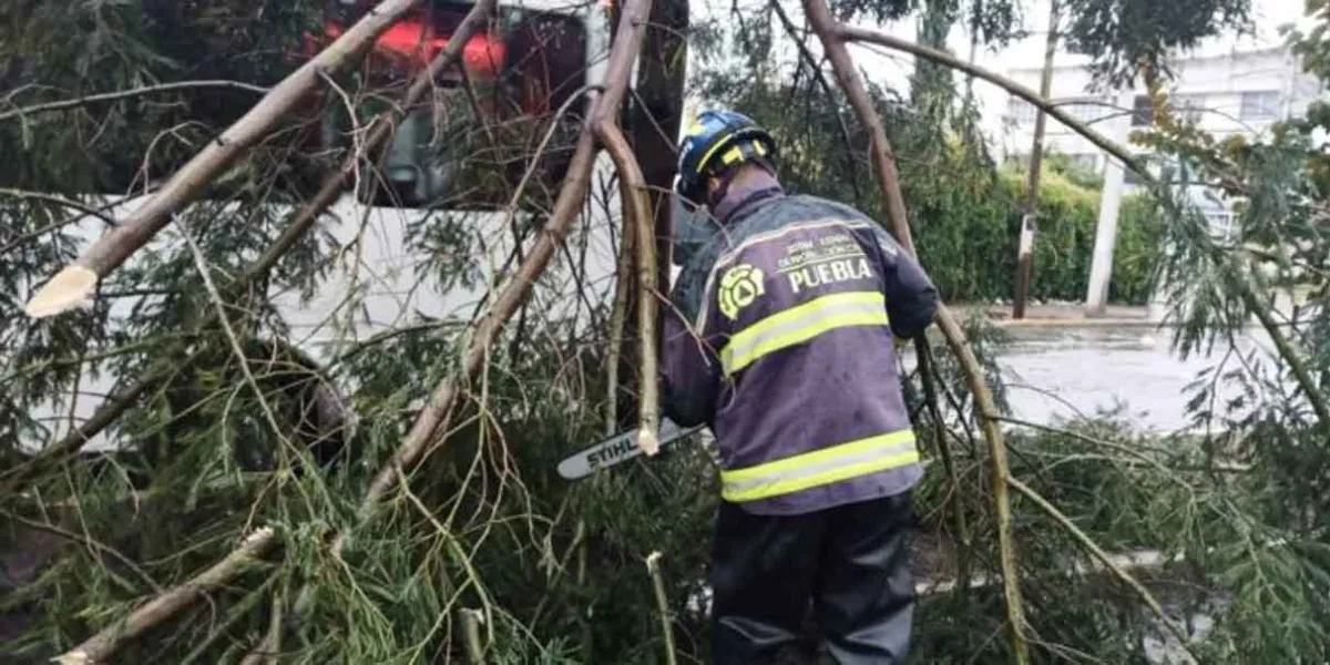 Se registró caída de árboles por lluvias en ocho municipios