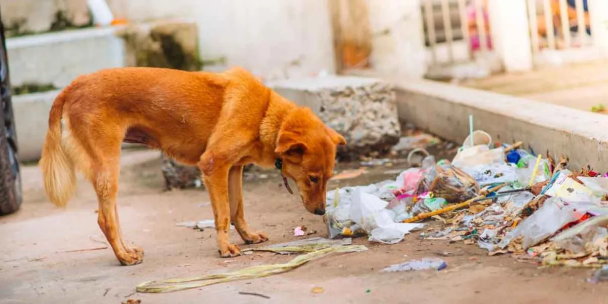 Proponen cárcel por abandonar animales domésticos en Puebla