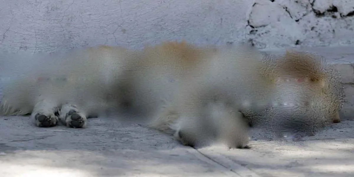 Tehuacán activa protocolo por muerte de perro en vía pública; Fiscalía abre investigación