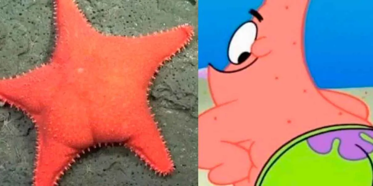 Descubren en Argentina una estrella de mar apodada “culona” y causa furor en redes