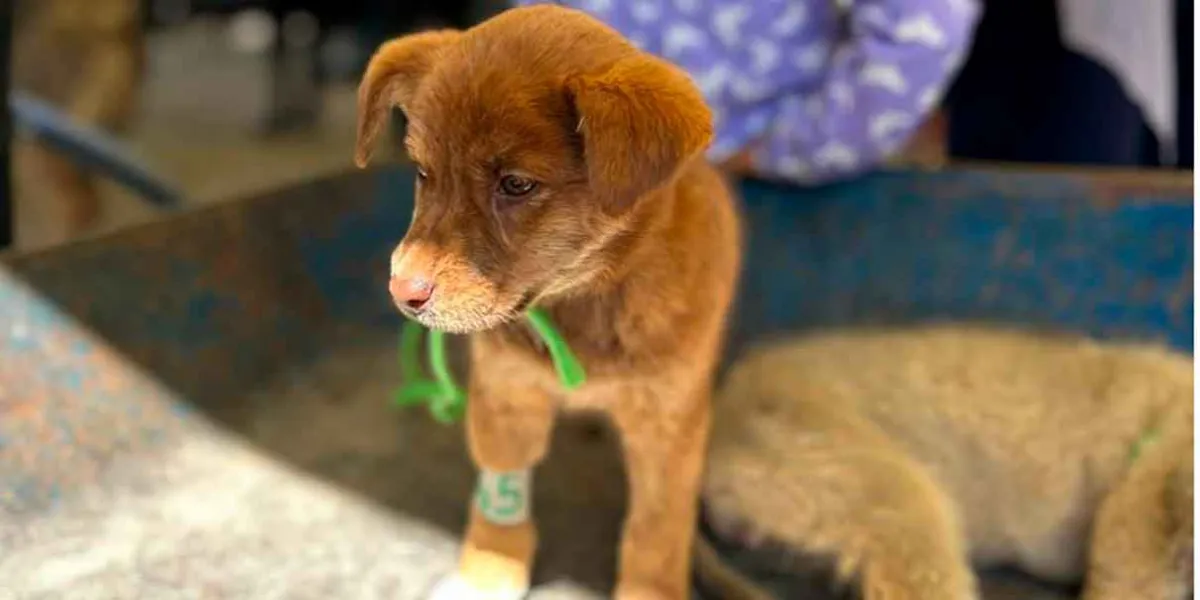  Puebla fortalece el bienestar animal con más de 80 jornadas gratuitas en colonias del sur de la ciudad