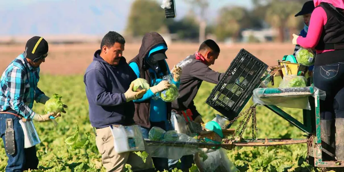 Trump admite que los inmigrantes sí hacen trabajos que los estadounidenses no quieren: “No se pueden sustituir fácilmente”