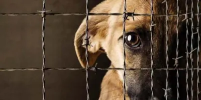 Casos de maltrato animal deben ser atendidos por los municipios