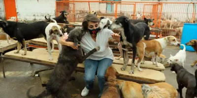 Mueren seis perros rescatados del Refugio Franciscano. Aclaran autoridades que fue antes del traslado