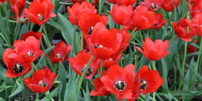 Floricultores de Atlixco alistan 250 mil tulipanes para la temporada 2026