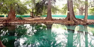 Ahuehuetes de Tepeojuma: Un oasis natural en Puebla para amantes de la naturaleza