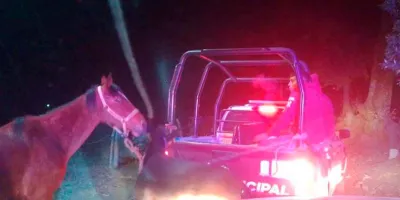 Detienen a presuntos cuatreros y recuperan caballos en San Salvador El Verde