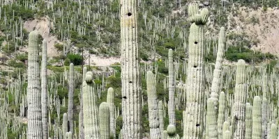 Descubre el Jardín Botánico Helia Bravo Hollis, joya natural de Zapotitlán Salinas, Puebla