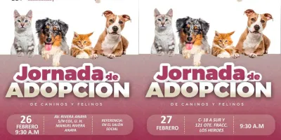 Gobierno de Pepe Chedraui invita a participar en las Jornadas de Adopción de Gatitos y Perritos