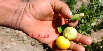 Heladas del frente frío 37 dañan cultivos en la región Izta-Popo