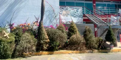 Última semana del programa ‘Verde Navidad’ en Cuautlancingo