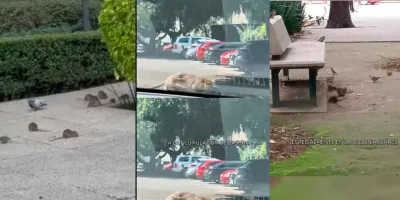Plaga de ratas en Paseo de la Reforma en CDMX preocupa a vecinos y comerciantes