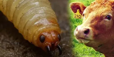 Atzitzihuacán convoca a ganaderos ante riesgo por gusano barrenador