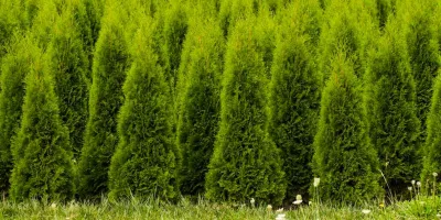 Cuánto cuesta visitar el Bosque de los Árboles de Navidad en Estado de México