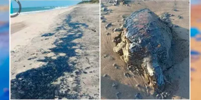 Chapopote invade costas de Veracruz y Tabasco crisis ambiental crece sin control