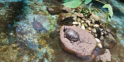 Barranca de Chapultepec en Cuernavaca: el paraíso natural barato que pocos conocen