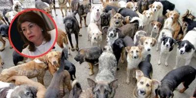 Exalcaldesa de Tecámac admite sacrificio de 10 mil animales y defiende que fue legal