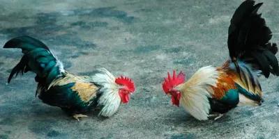 Niegan autorización para jaripeo y peleas de gallos en Mercado 5 de Mayo