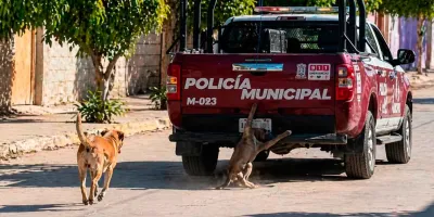 Castigo sin impunidad exigen ecologistas por crueldad animal en Xochiltepec