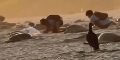  Sujetos arrasan con nidos de tortuga en Playa Escobilla, Oaxaca