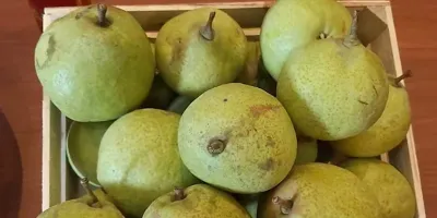 Tochimilco celebra la 4ª Feria de la Pera; impulsa economía y turismo local