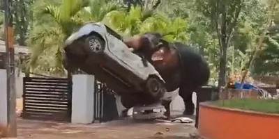 Elefante fuera de control mata a un hombre