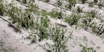 Productores afectados por granizadas en Puebla recibirán apoyo tras daños en cultivos