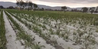 Granizadas en Tehuacán dejan pérdidas en campos agrícolas de Cuayucatepec