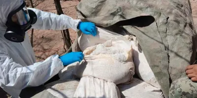 Marina y FGR decomisan más de 4 toneladas de metanfetamina en narcolaboratorios de Sinaloa