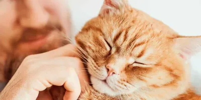 ¿Es peligroso tener un gato si tu hijo tiene asma? La ciencia ofrece una nueva respuesta
