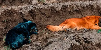 Hallan seis perros muertos en Texmelucan; vecinos denuncian nuevo caso de envenenamiento