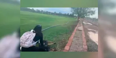 Hombre mata a tiros a dos perros en San Luis Potosí; Fiscalía abre investigación por maltrato animal