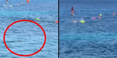 De terror, cocodrilo es avistado durante competencia de natación infantil