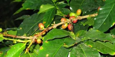 Puebla controla roya en cafetales y evita afectaciones mayores en la producción