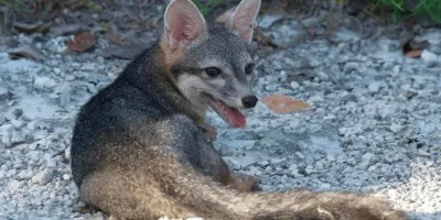 Reaparece el zorro enano de Cozumel tras 20 años; científicos alertan riesgo de extinción de uno de los cánidos más raros del mundo