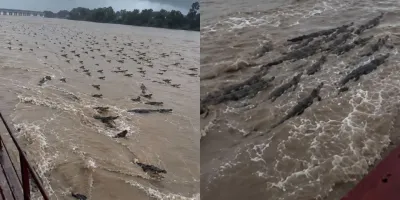 Tras desbordamiento de ríos, cientos de cocodrilos navegan por calles y campos inundados en la India