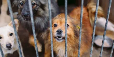 Colectivo recibe al día 70 perritos desnutridos y lesionados, hace llamado a concientizar
