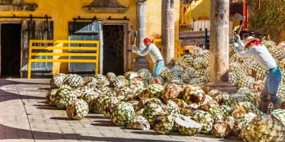 México responderá con aranceles al tequila: Gobierno aplicará medidas recíprocas contra países que impongan barras comerciales