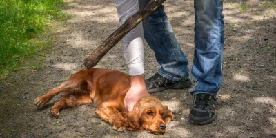 Puebla, Amozoc, San Pedro y San Andrés Cholula donde más sufren los animales