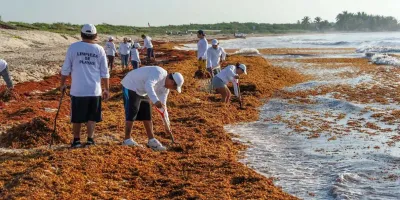 Sargazo en Quintana Roo aumenta cuatro veces en 2026, informa Semarnat