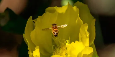 SCJN analiza un fallo histórico: las abejas podrían obtener derechos en México