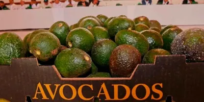 EU frena exportación de aguacate de Michoacán por crisis de seguridad; industria busca evitar pérdidas