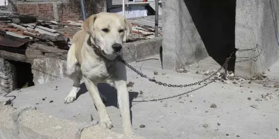 Cada día se presentan hasta 7 denuncias por maltrato animal en Puebla