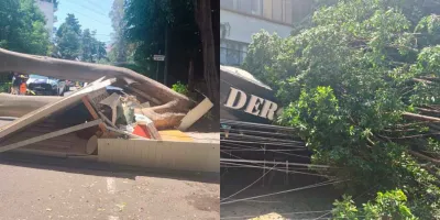 Cae árbol de 25 metros en Polanco; daña restaurantes y un auto