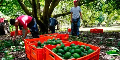 Detienen a “El X1”, presunto extorsionador de aguacateros en Michoacán