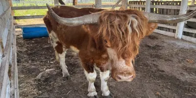 Tamaulipas: aseguran gasolinera clandestina y rancho con 135 animales exóticos