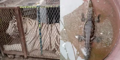 Operativo federal en Chihuahua: Profepa rescata a felino de 250 kilos y réptil en predio urbano