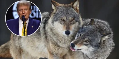 EU busca retirar la protección ambiental al lobo gris y al lobo mexicano